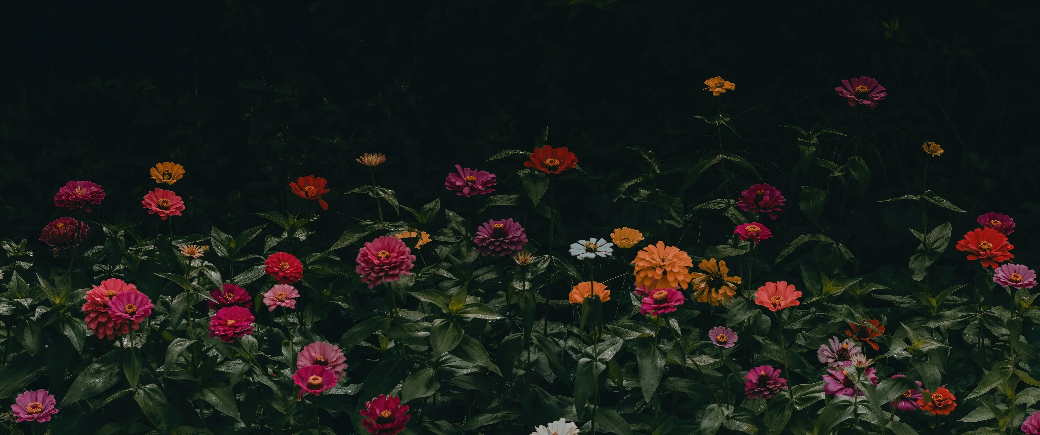 Banner image of the blog